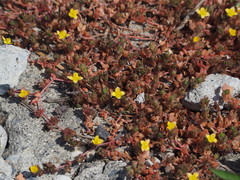Portulaca quadrifida