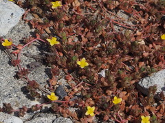 Portulaca quadrifida