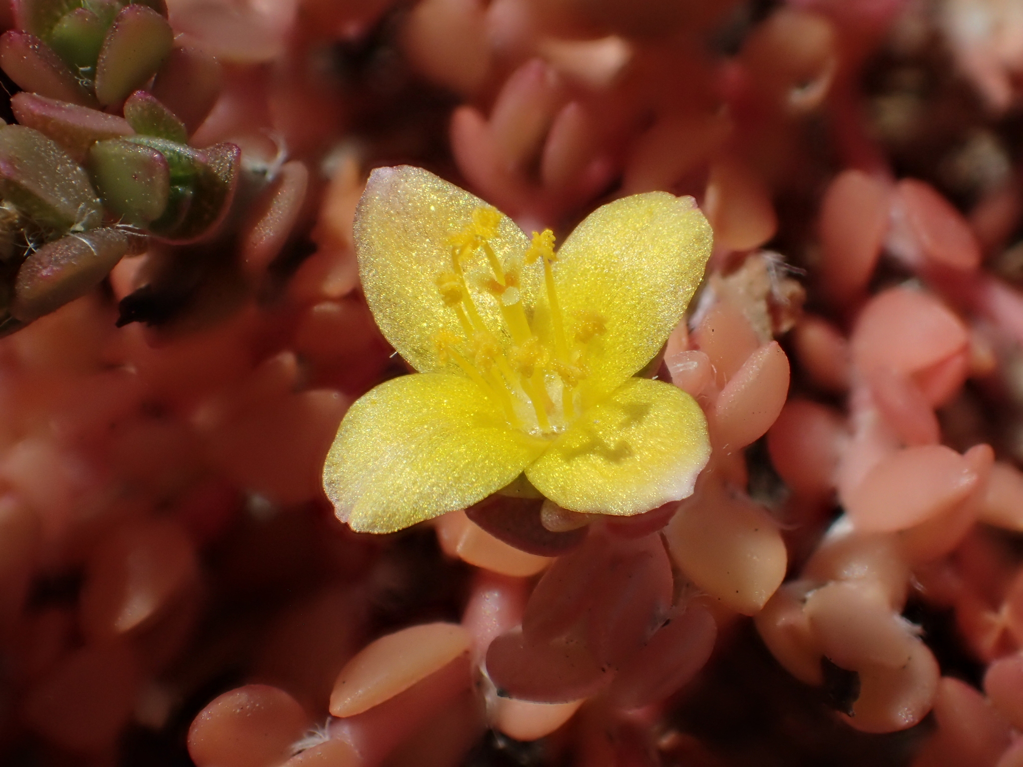 Portulaca quadrifida