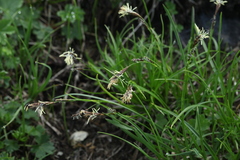 Carex tristis