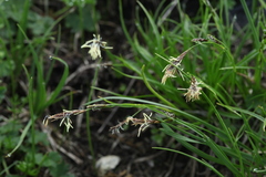 Carex tristis
