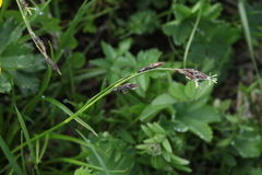 Carex tristis