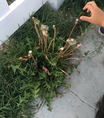 Taraxacum officinale