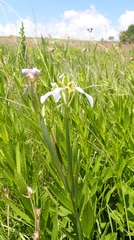 Moraea pubiflora
