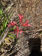 Alstroemeria ligtu ligtu