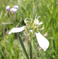 Moraea pubiflora