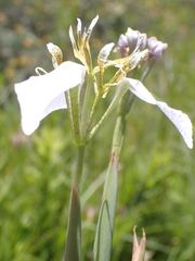 Moraea pubiflora