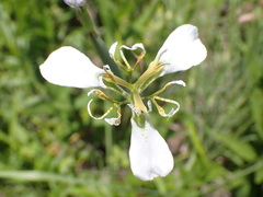 Moraea pubiflora