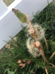 Taraxacum officinale