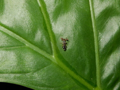 Teleopsis quadriguttata