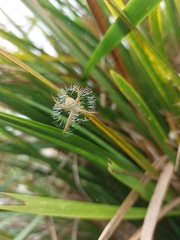 Argiope magnifica
