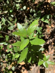 Gaultheria insana