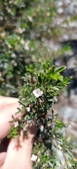Cyanothamnus anemonifolius