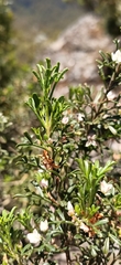 Cyanothamnus anemonifolius