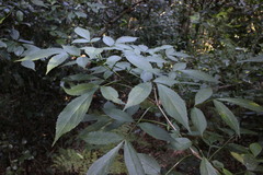 Sambucus australasica