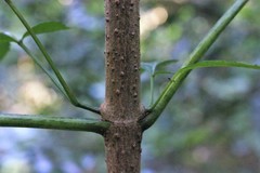 Sambucus australasica