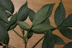Sambucus australasica