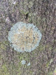 Brigantiaea leucoxantha