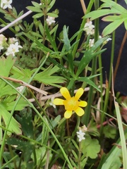 Ranunculus diminutus