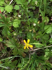 Ranunculus diminutus