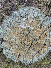 Brigantiaea leucoxantha