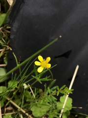 Ranunculus diminutus