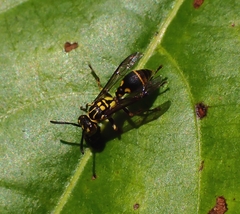 Ropalidia flavopicta