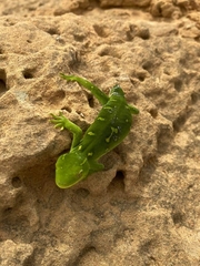 Naultinus elegans