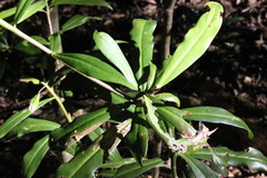 Tasmannia insipida