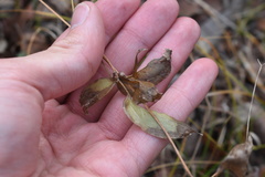 Clematis pitcheri pitcheri