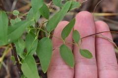 Clematis pitcheri pitcheri