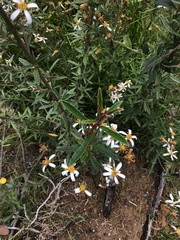 Olearia erubescens