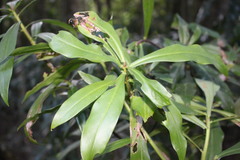 Tasmannia insipida
