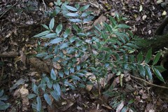 Zanthoxylum brachyacanthum