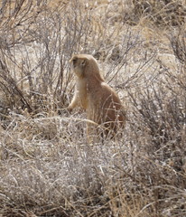 Cynomys parvidens