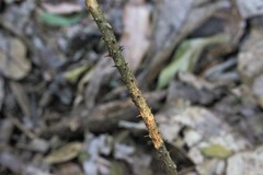 Zanthoxylum brachyacanthum