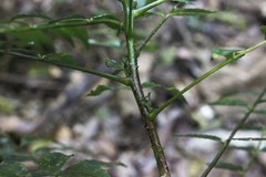 Zanthoxylum brachyacanthum