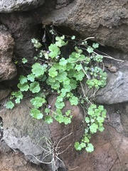 Cymbalaria muralis