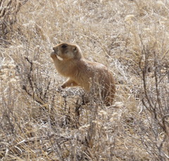 Cynomys parvidens