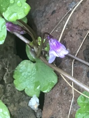 Cymbalaria muralis