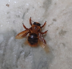 Xylocopa tranquebarica