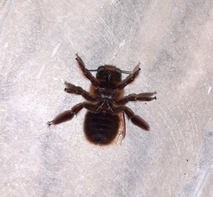 Xylocopa tranquebarica