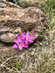 Hesperantha baurii