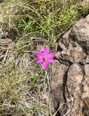 Hesperantha baurii