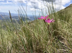 Hesperantha baurii