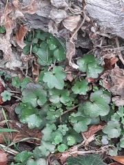 Cymbalaria muralis
