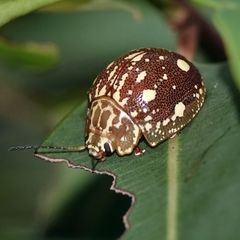 Paropsis marmorea