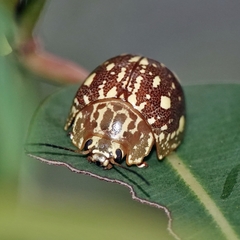 Paropsis marmorea