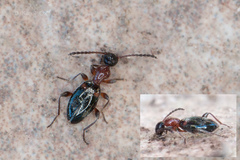 Anthelephila pedestris