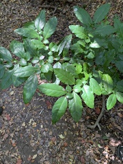 Azara serrata